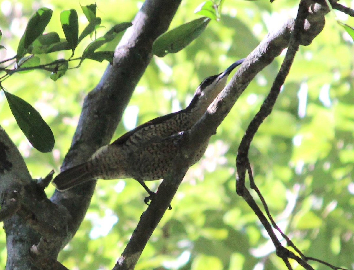 Paradise Riflebird - ML632183106