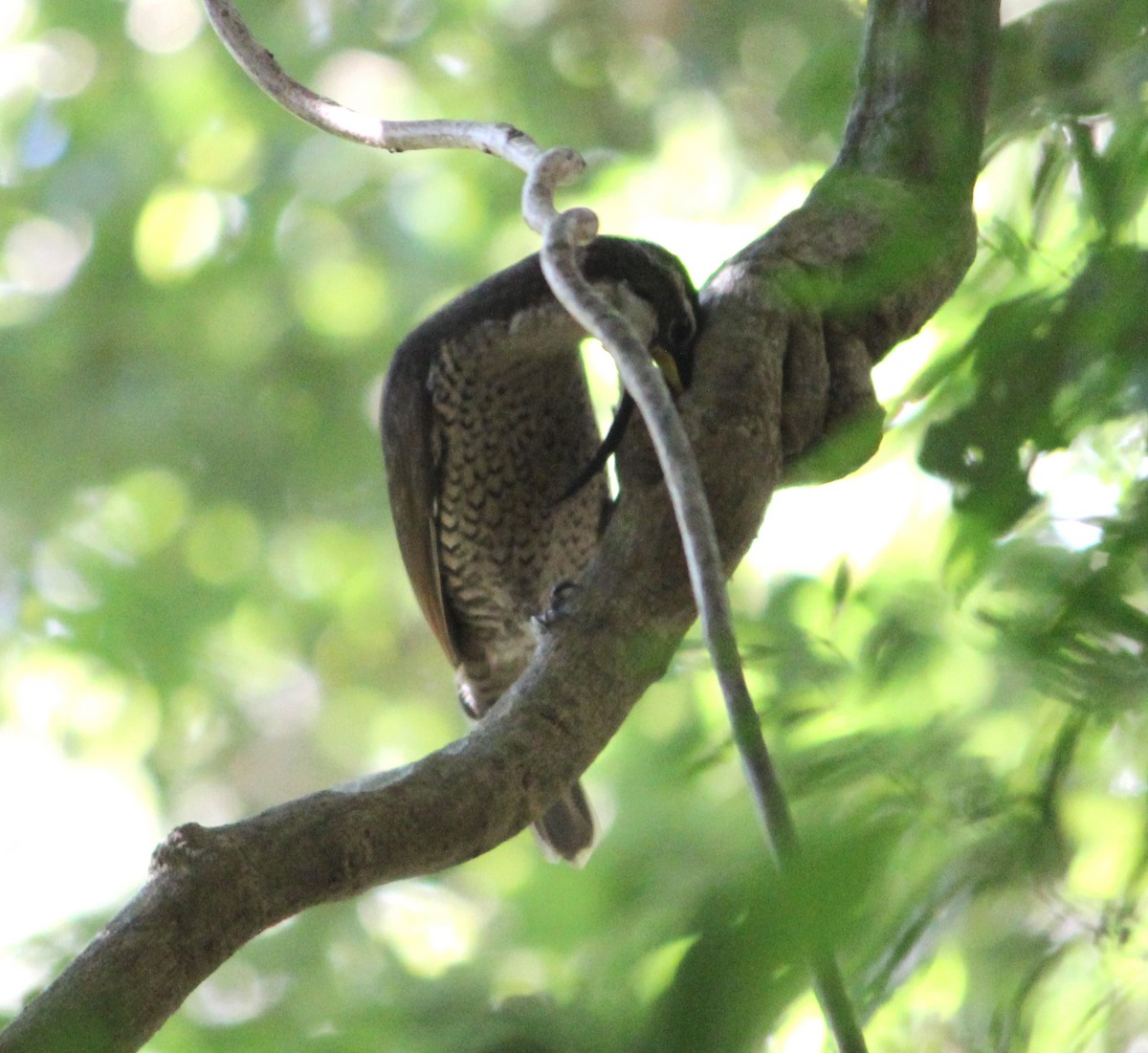 Paradise Riflebird - ML632183108