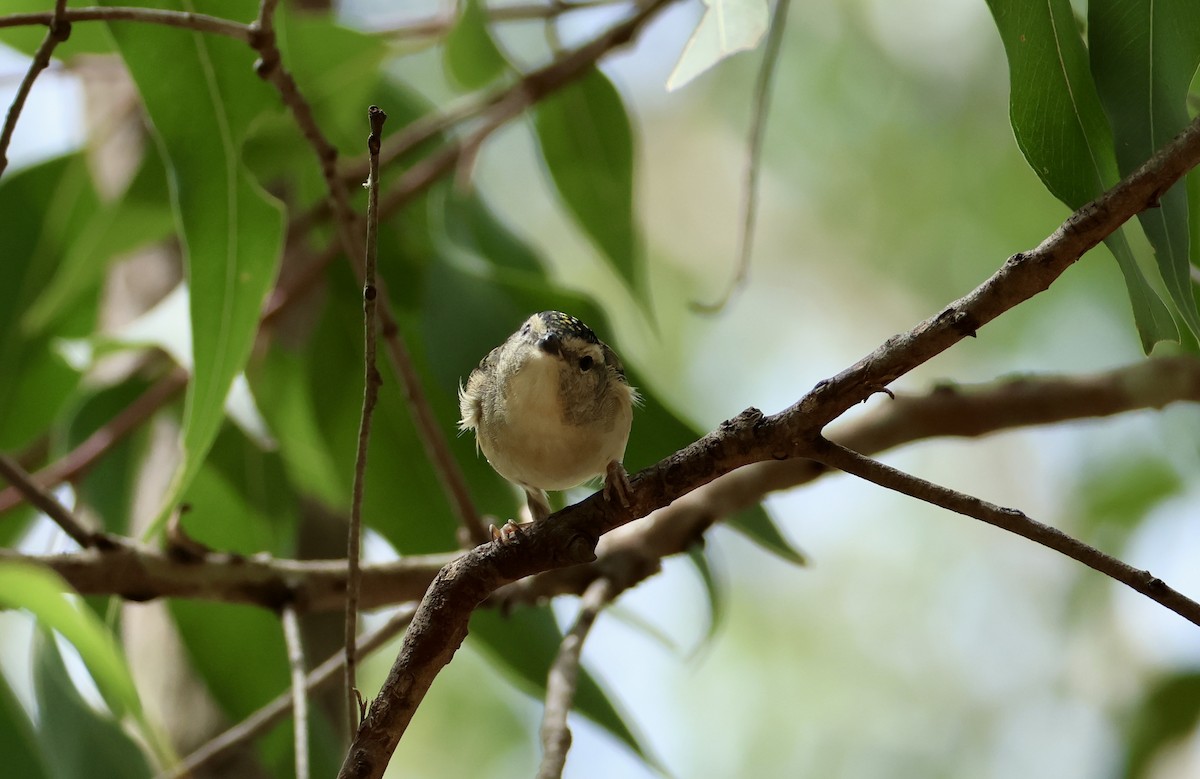 Spotted Pardalote - ML632183265