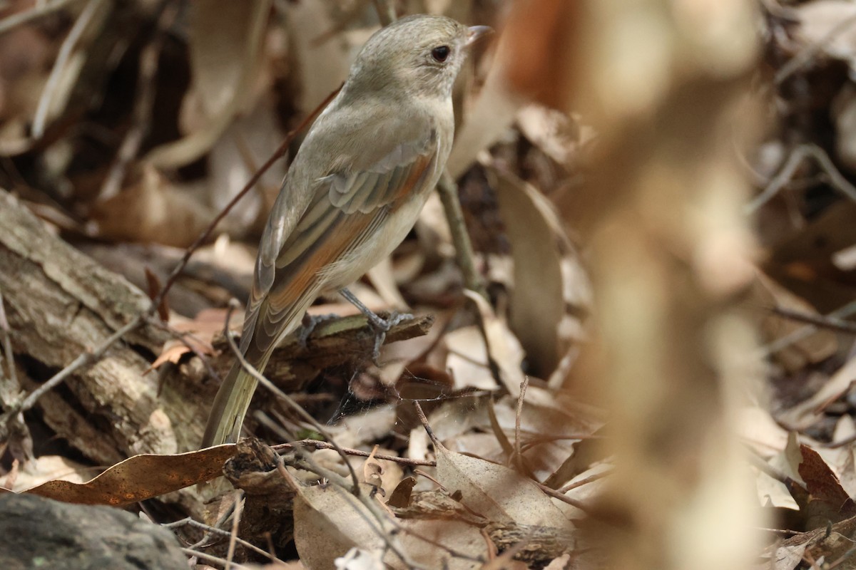 Golden Whistler (Eastern) - ML632183278