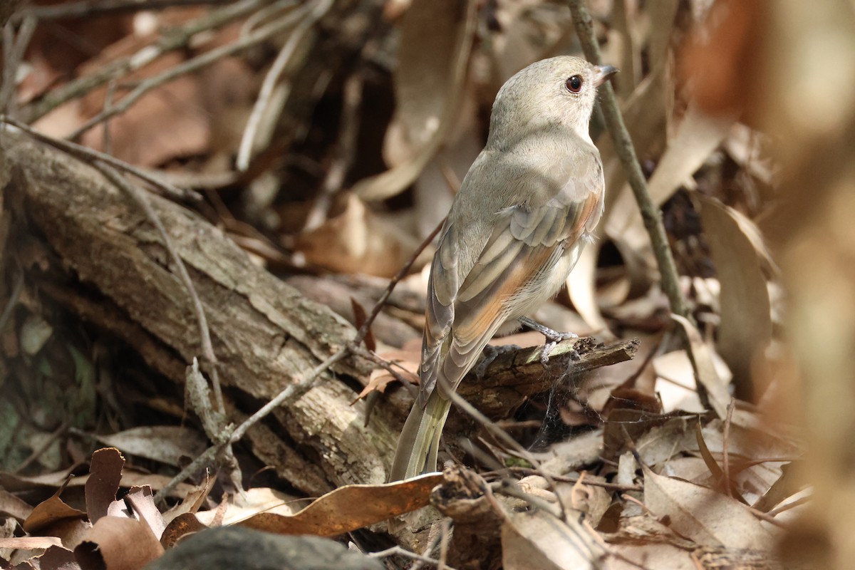 Golden Whistler (Eastern) - ML632183279