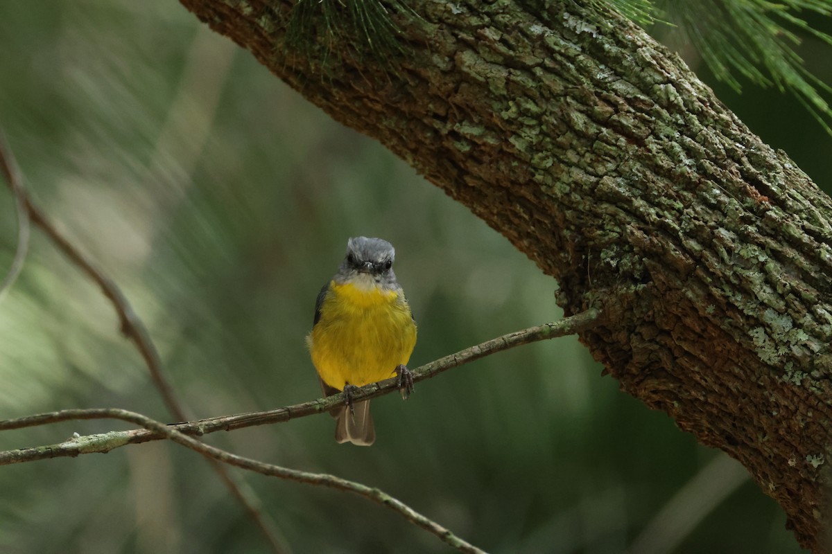 Eastern Yellow Robin - ML632183283