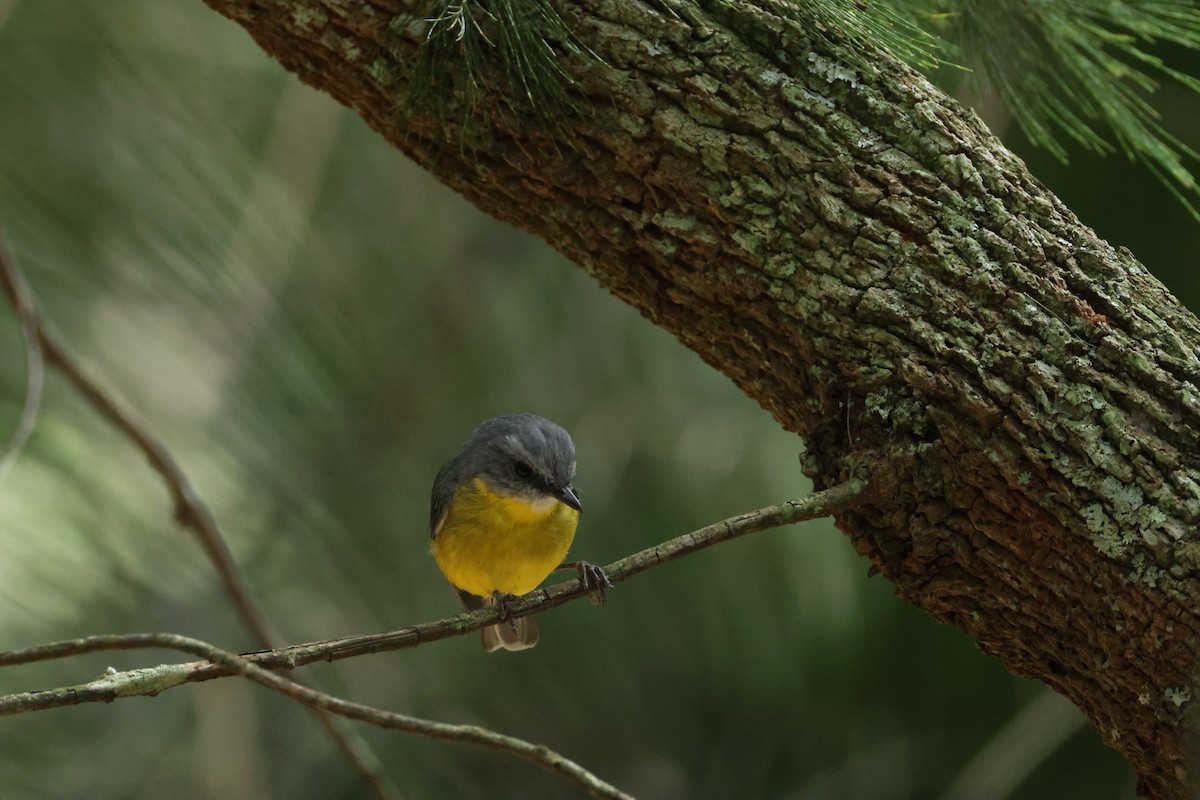 Eastern Yellow Robin - ML632183284