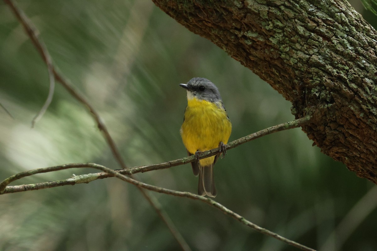 Eastern Yellow Robin - ML632183285