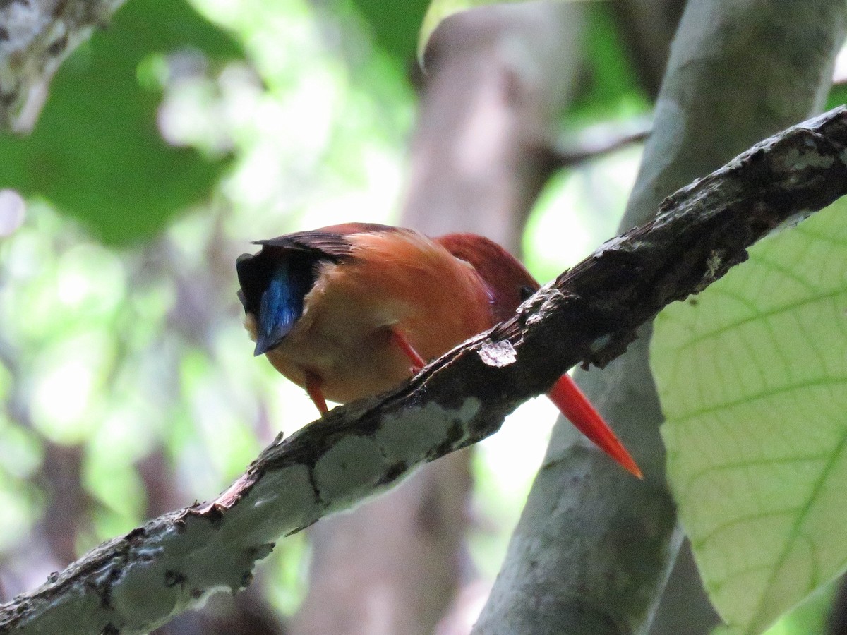 Sulawesi Dwarf-Kingfisher - ML632183301