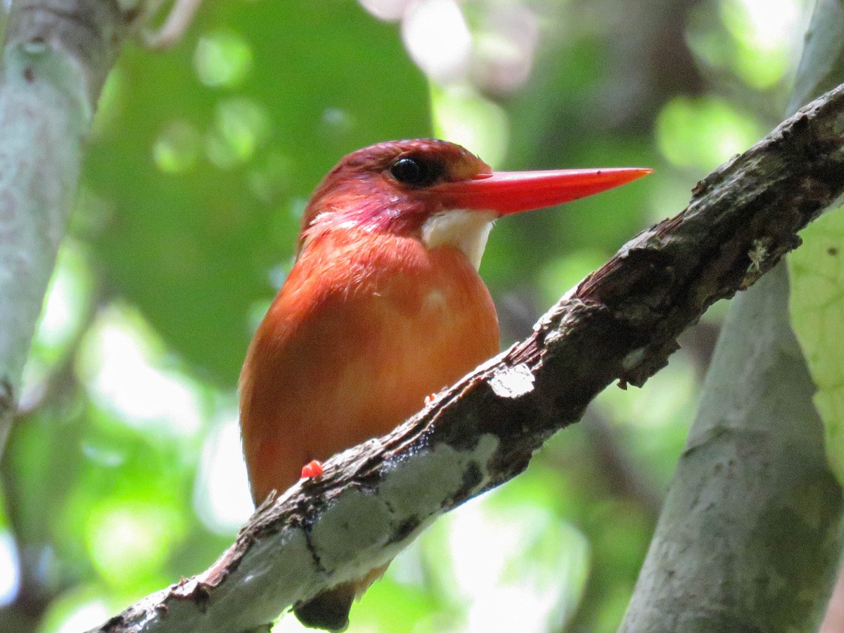 Sulawesi Dwarf-Kingfisher - ML632183302