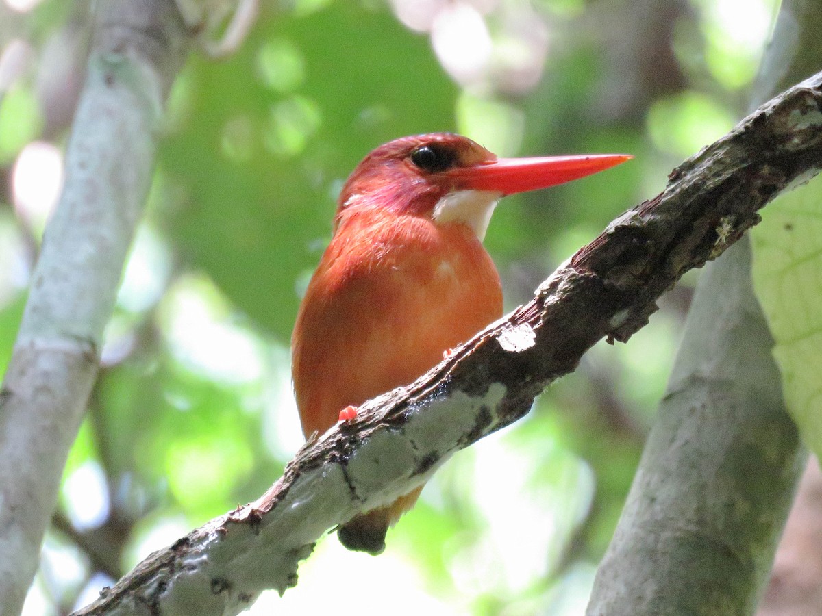 Sulawesi Dwarf-Kingfisher - ML632183303