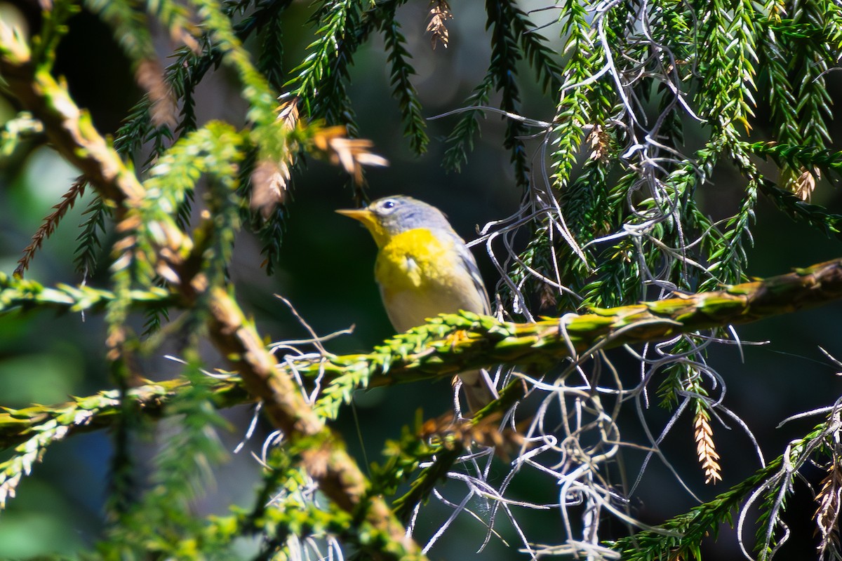 Northern Parula - ML632183319