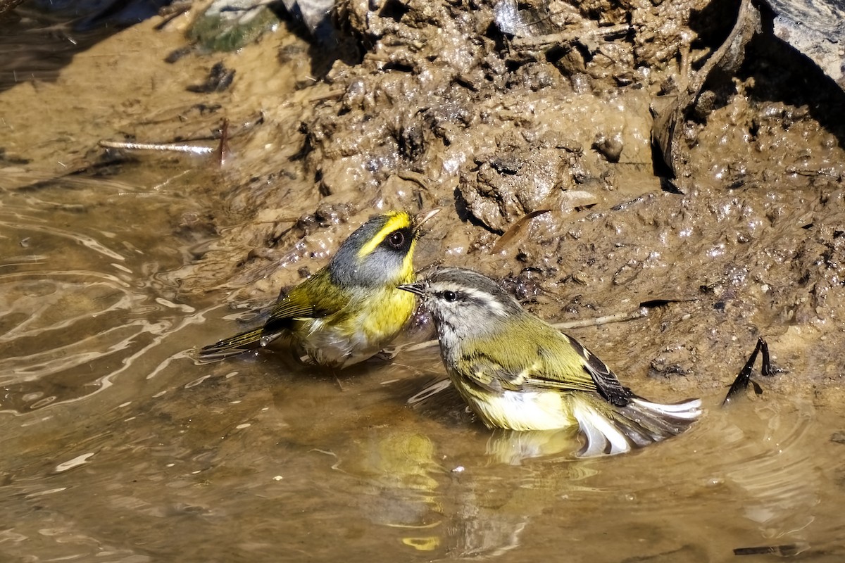 Ashy-throated Warbler - ML632183405