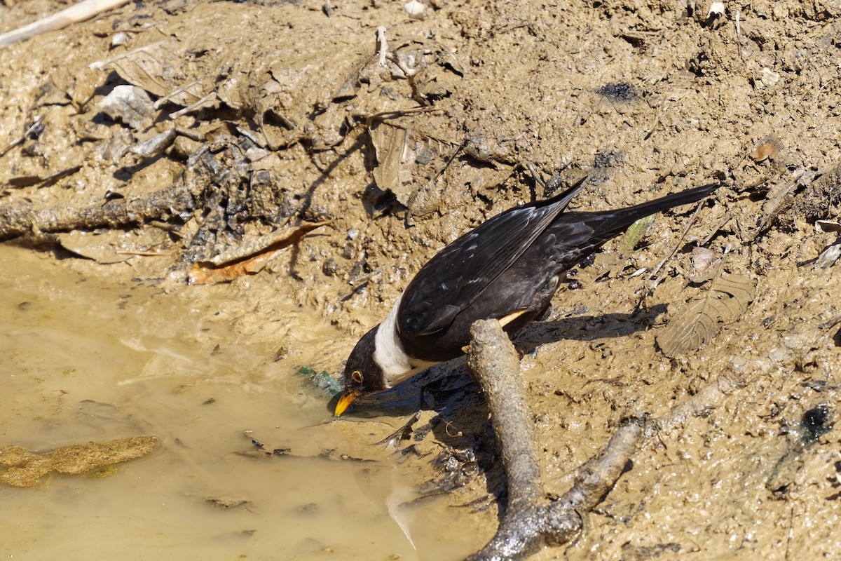White-collared Blackbird - ML632183415