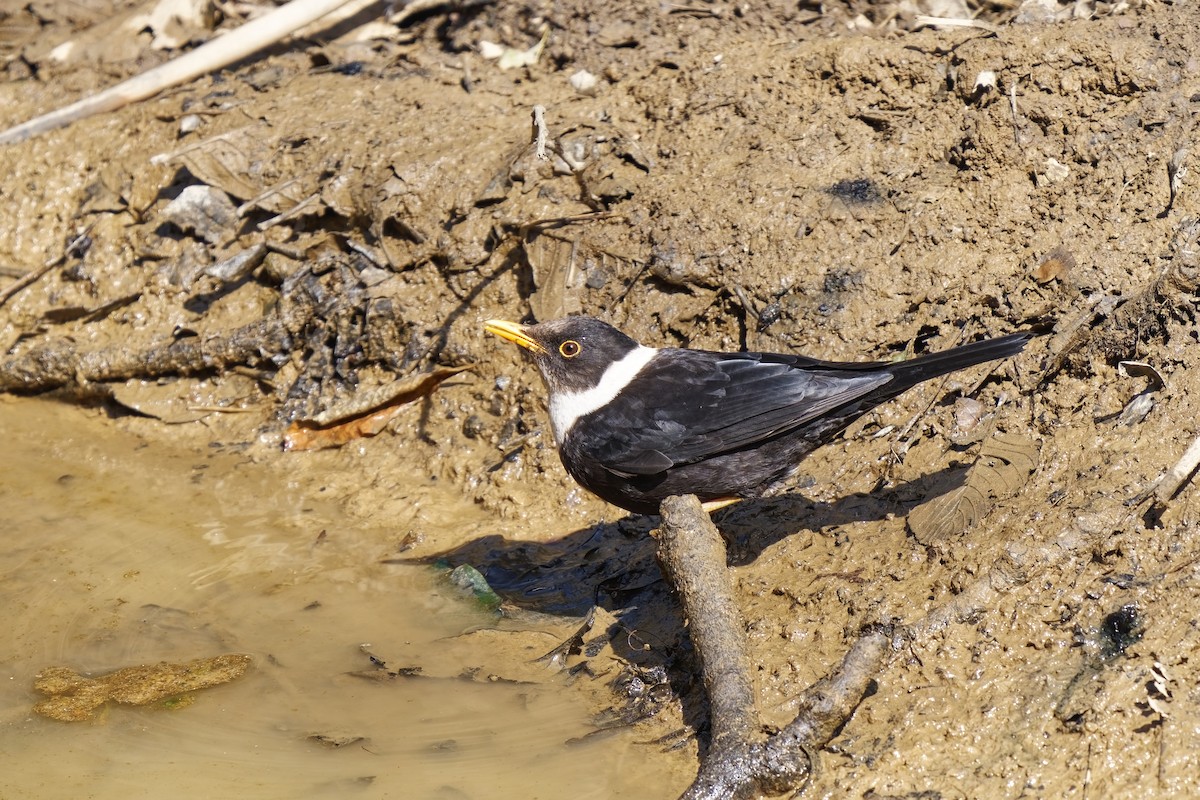 White-collared Blackbird - ML632183418