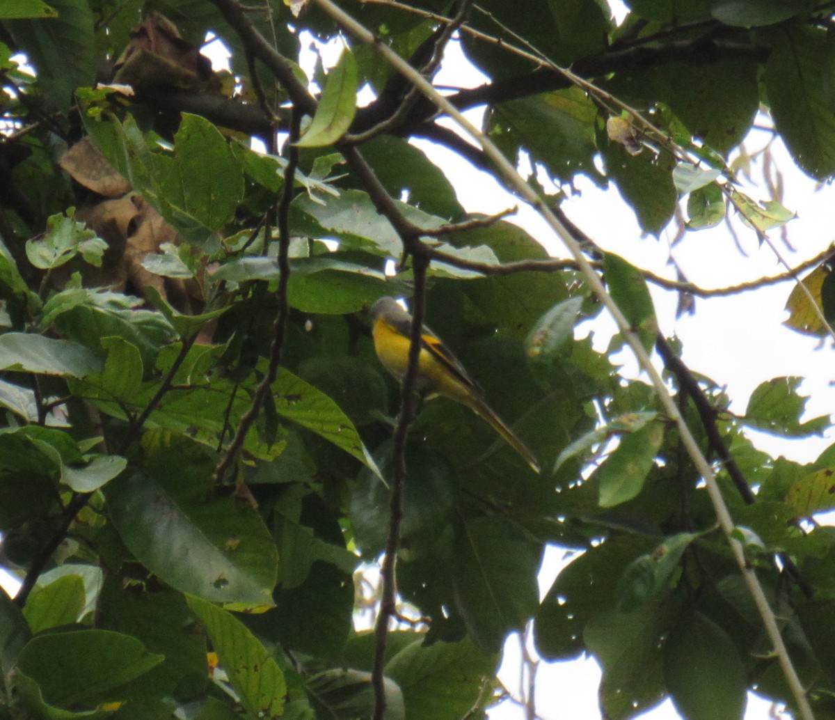 Long-tailed Minivet - ML632183461