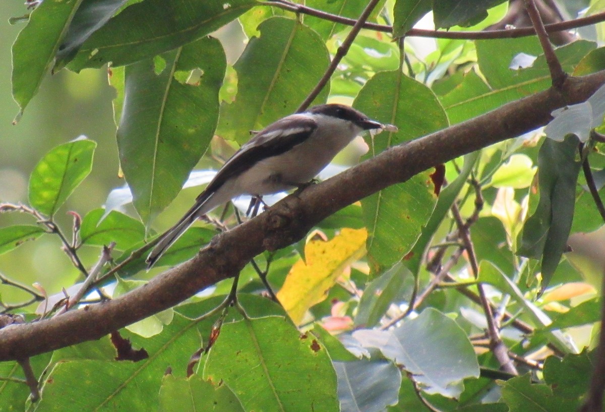 Bar-winged Flycatcher-shrike - ML632183465
