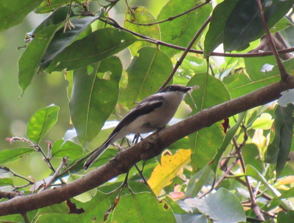 Bar-winged Flycatcher-shrike - ML632183466