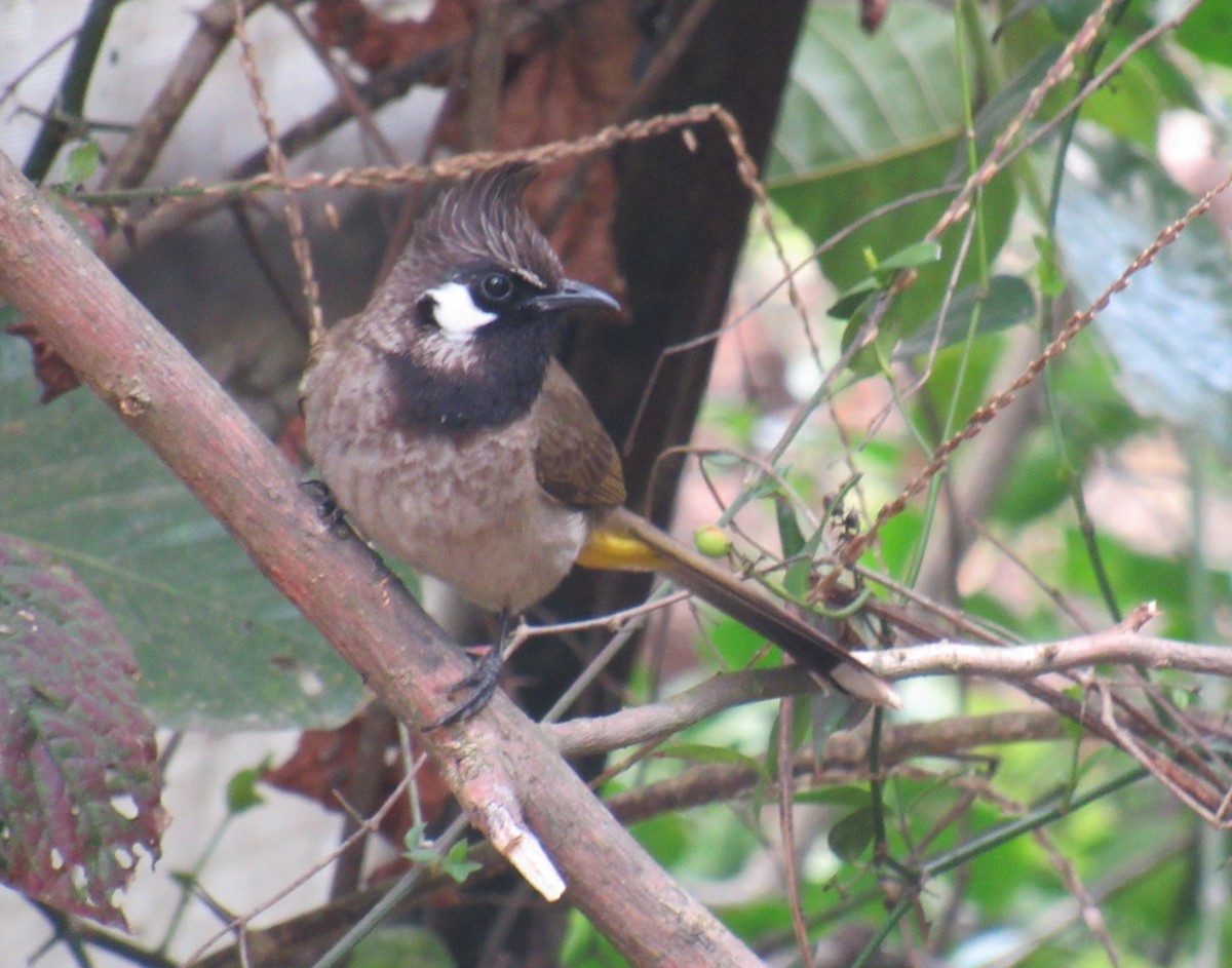 Himalayan Bulbul - ML632183467