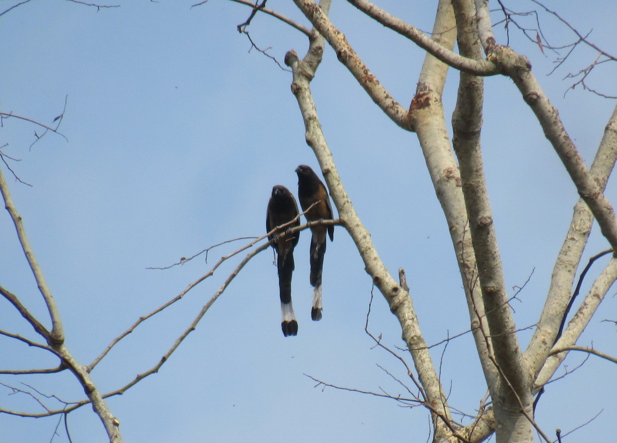 Rufous Treepie - ML632183469