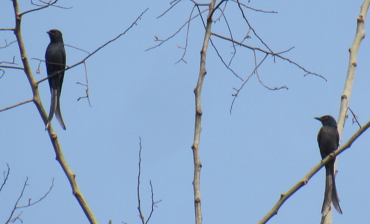 Ashy Drongo - ML632183470