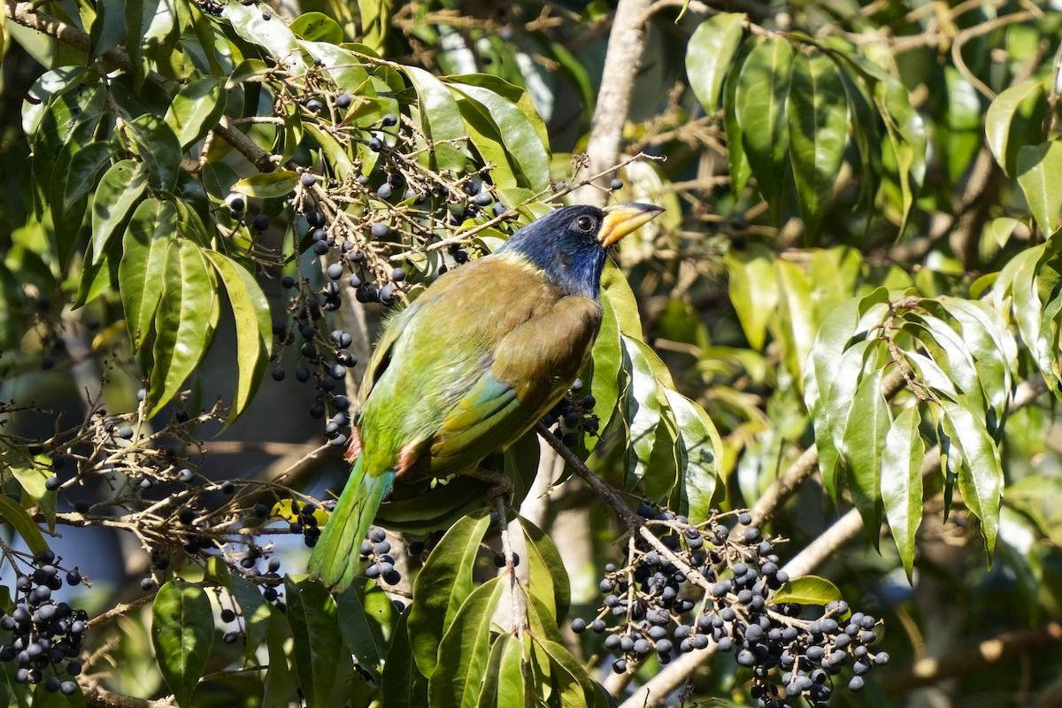 Great Barbet - ML632183570