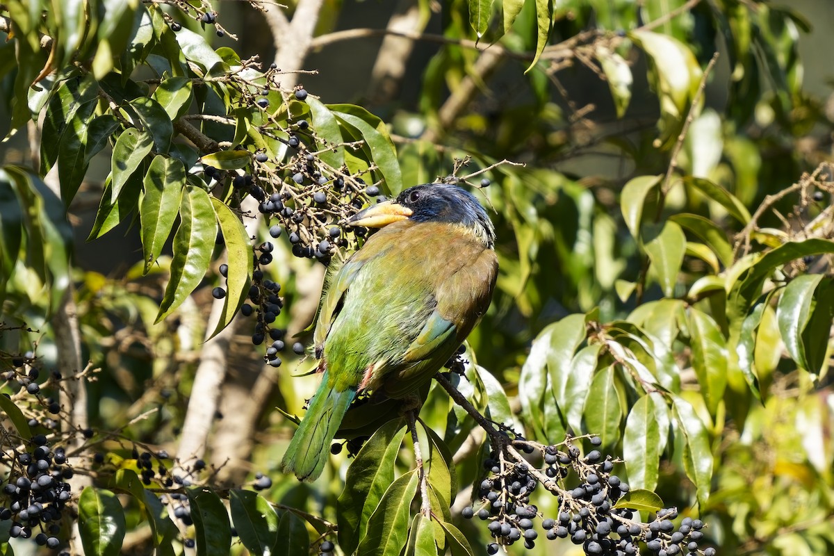 Great Barbet - ML632183571