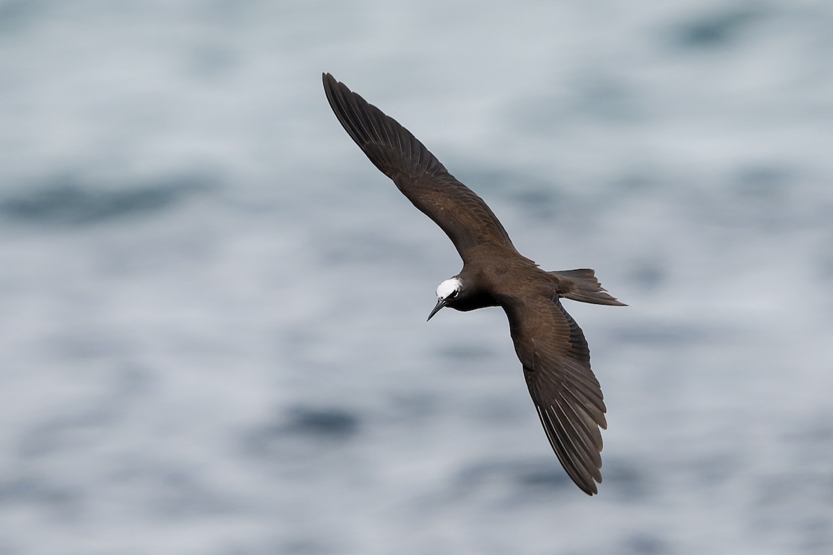 Black Noddy - ML632183590