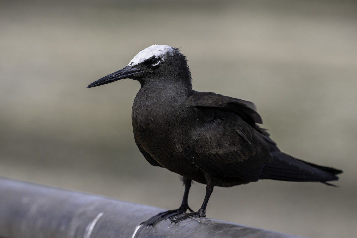 Black Noddy - ML632183591