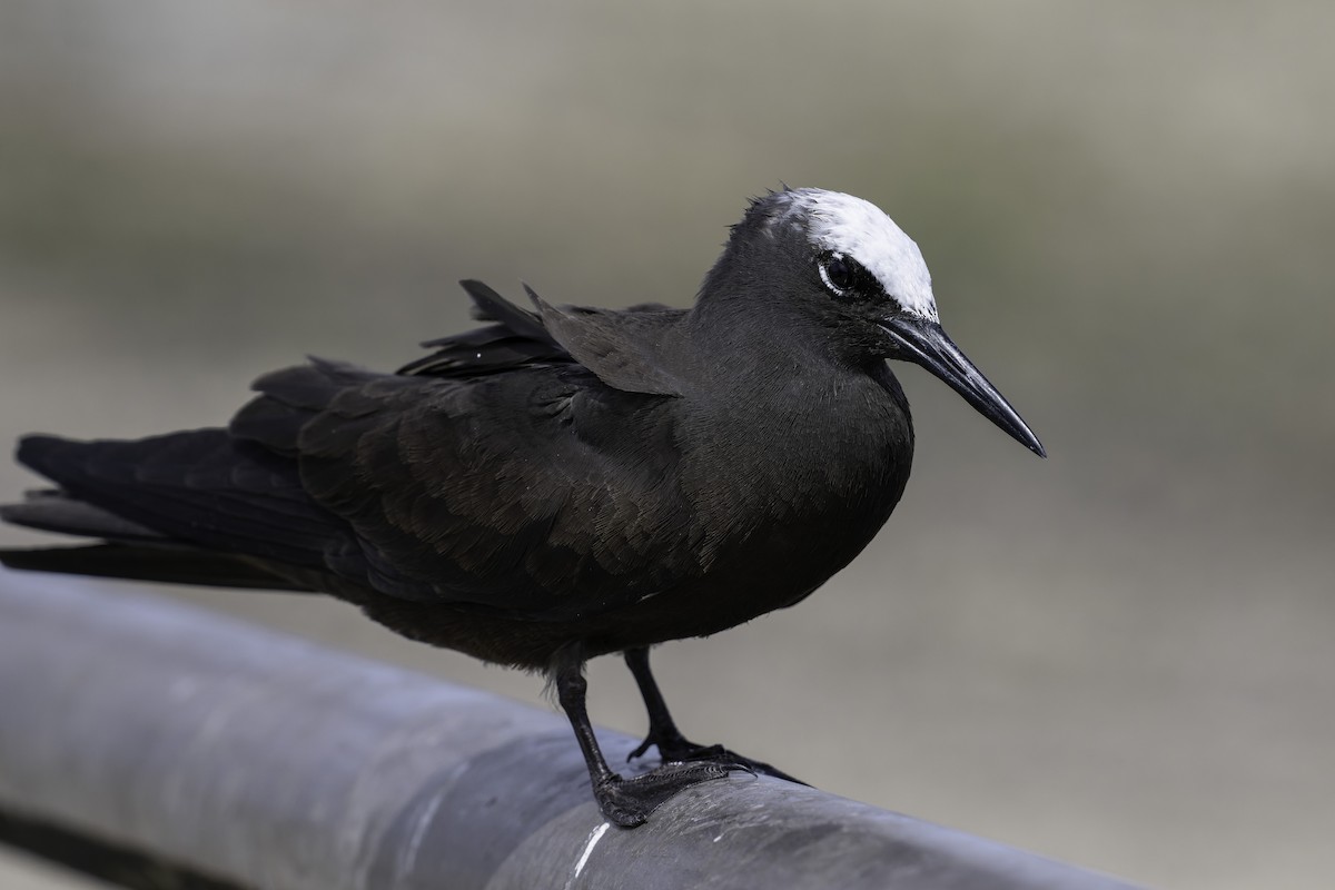 Black Noddy - ML632183592