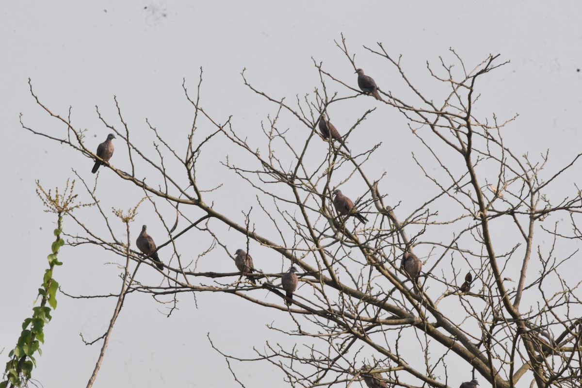 Spotted Dove - ML632183651