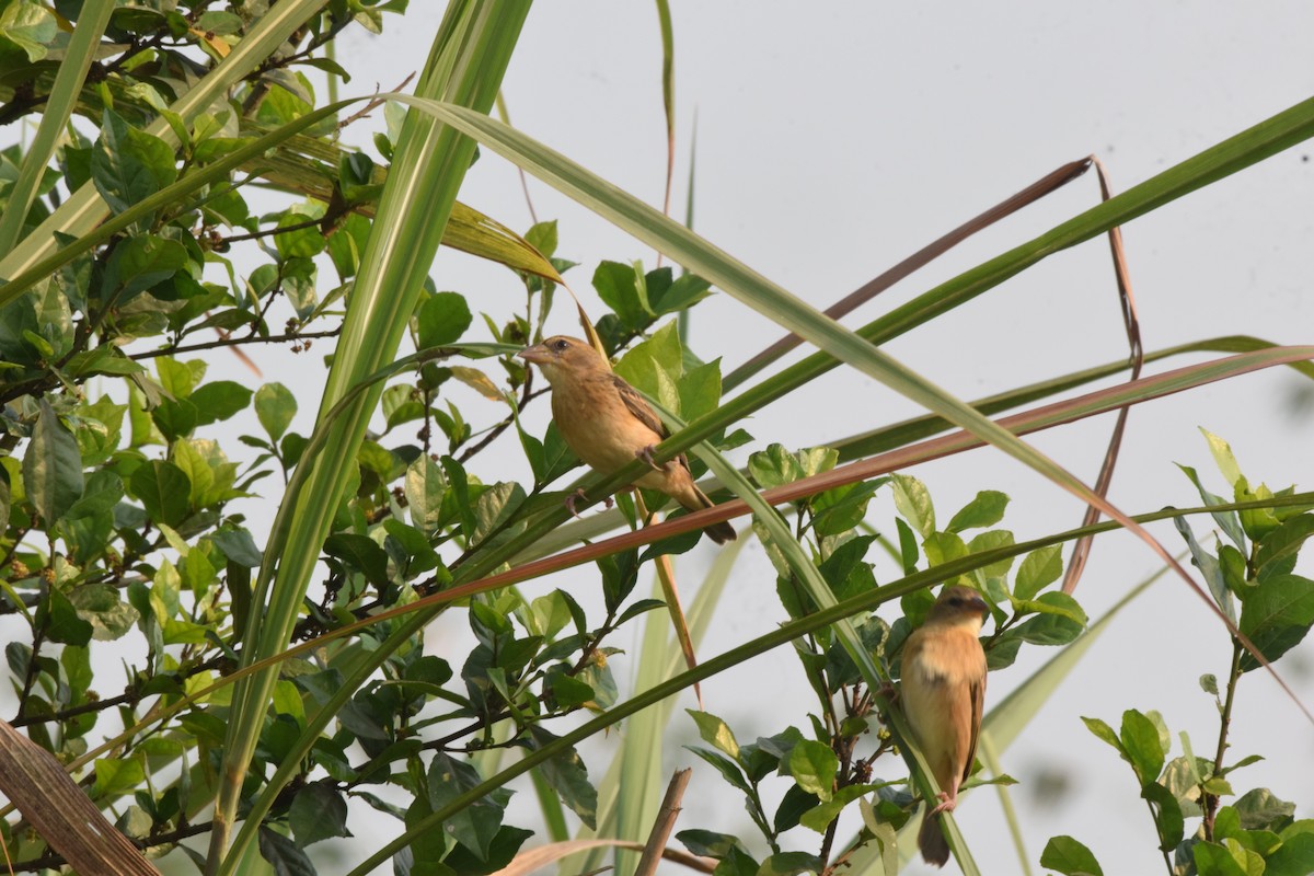 Baya Weaver - ML632183665