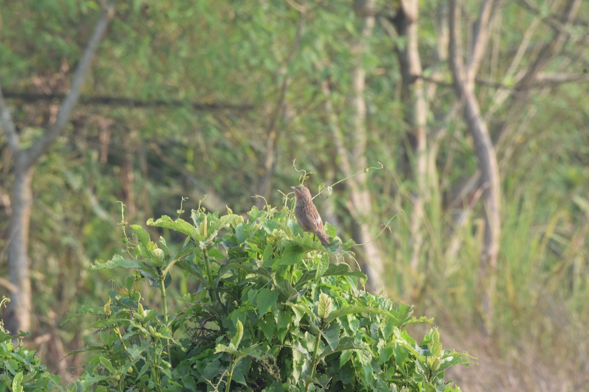 Striated Babbler - ML632183675