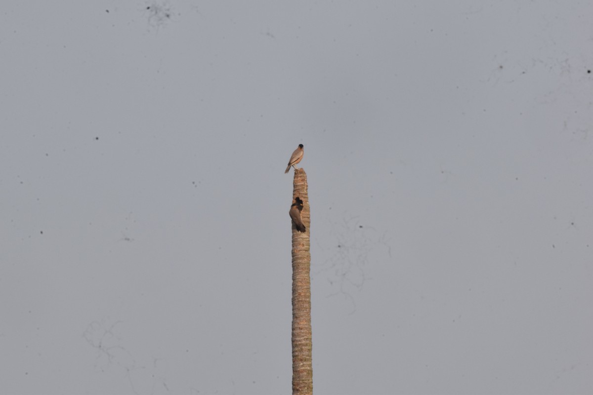 Brahminy Starling - ML632183682