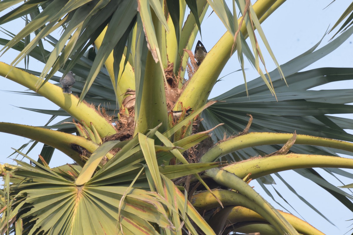 Ashy Woodswallow - ML632183748