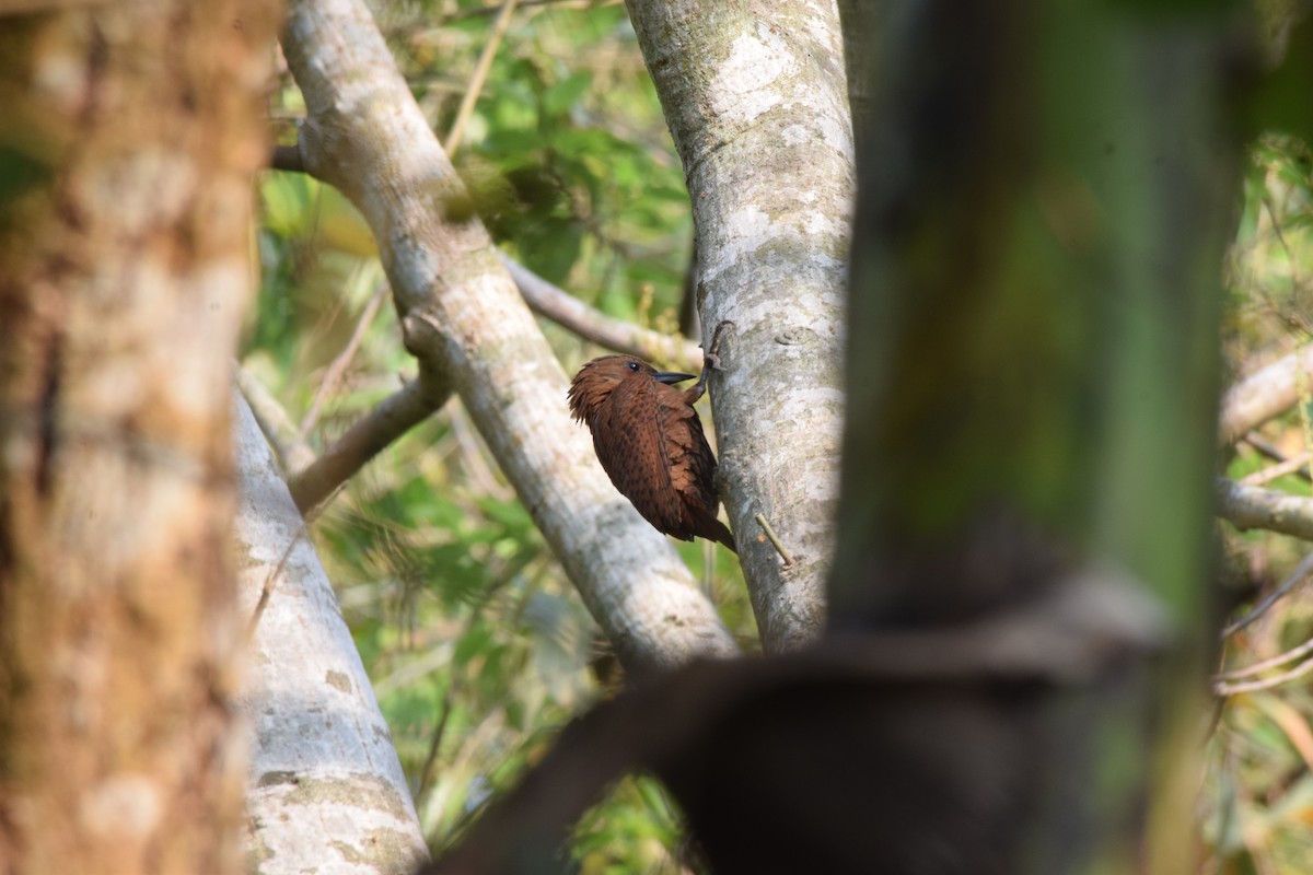 Rufous Woodpecker - ML632183749