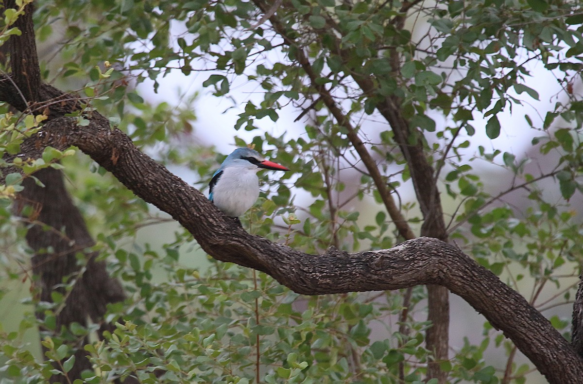 Woodland Kingfisher - ML632183796