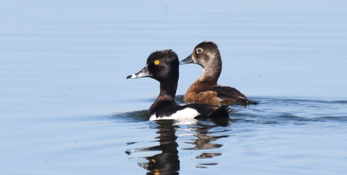 Ring-necked Duck - ML63218381