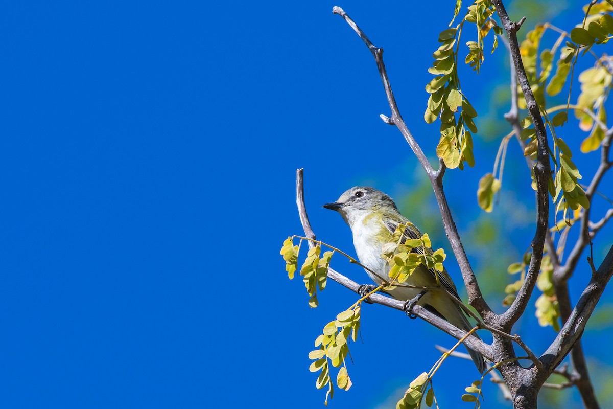 Cassin's Vireo (San Lucas) - Javier Eduardo  Alcalá Santoyo