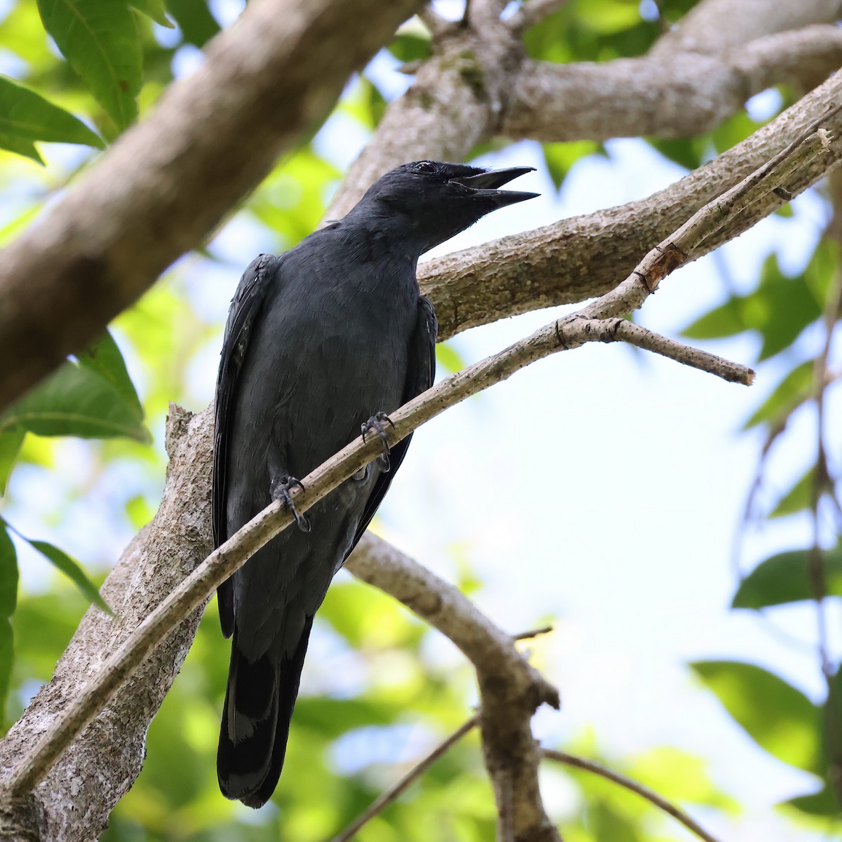 Sahul Cicadabird - ML632184112