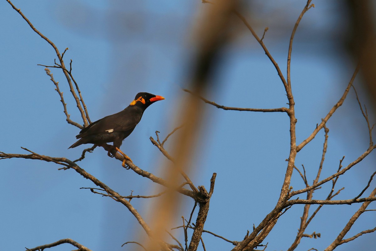 Common Hill Myna (Common) - ML632184125