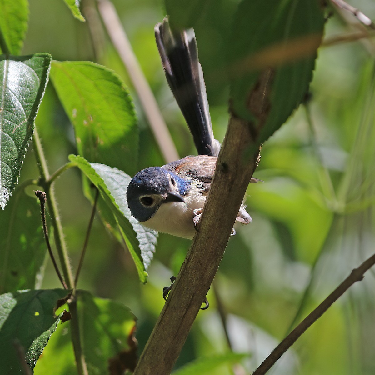 Lovely Fairywren - ML632184128