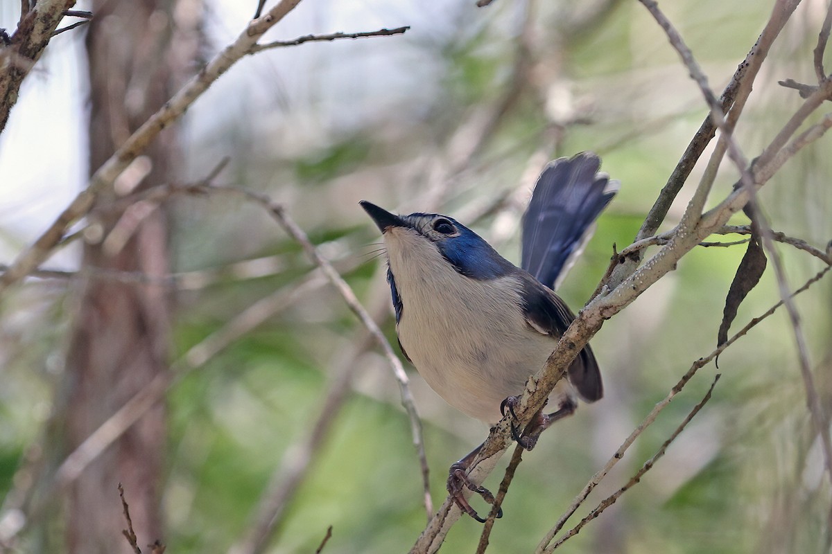 Lovely Fairywren - ML632184130