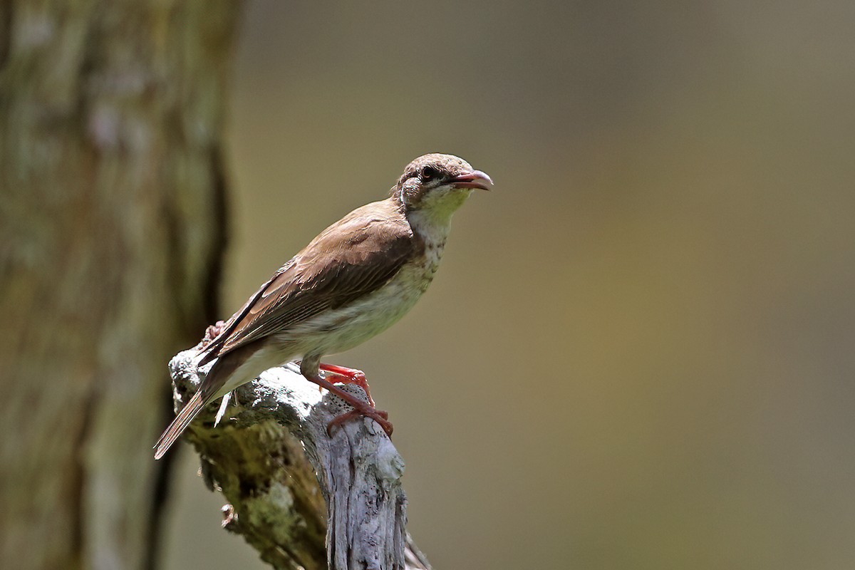 Brown-backed Honeyeater - ML632184134