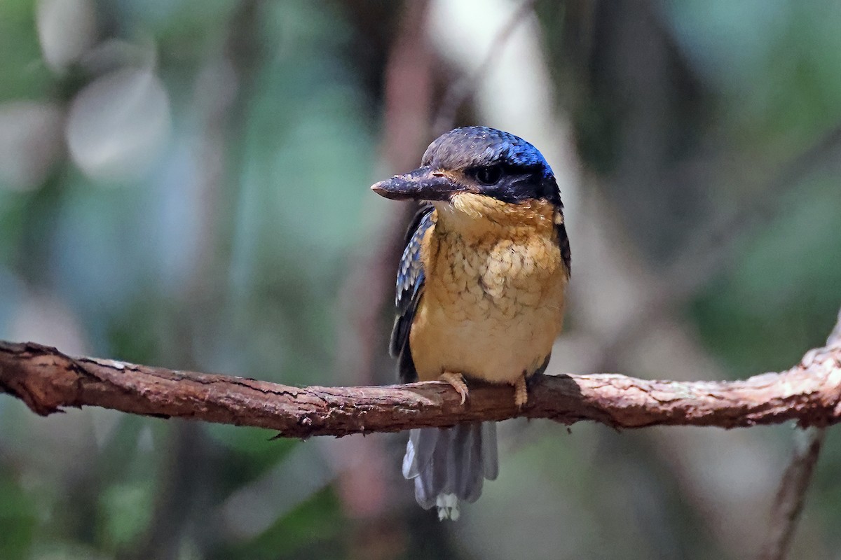 Buff-breasted Paradise-Kingfisher - ML632184168