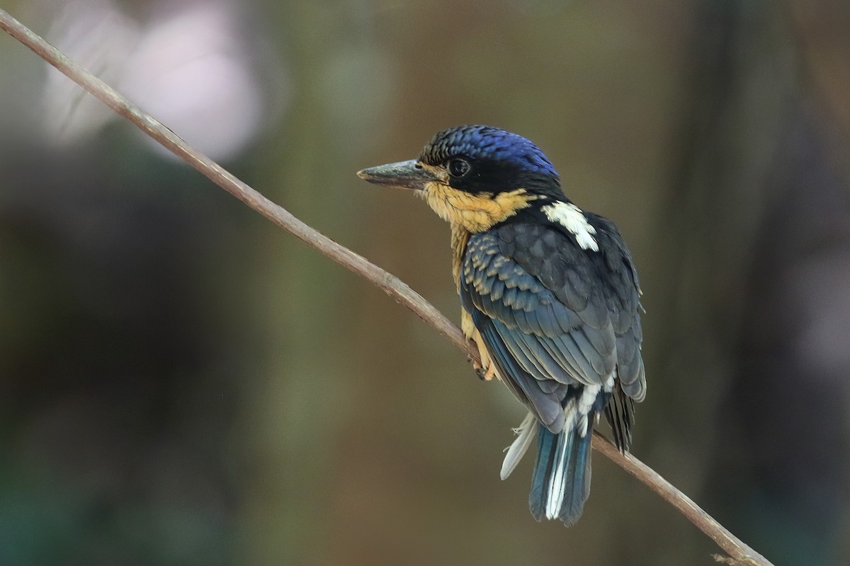 Buff-breasted Paradise-Kingfisher - ML632184169