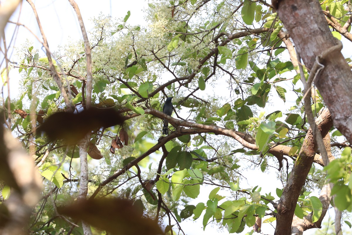 Gray-bellied Cuckoo - ML632184194