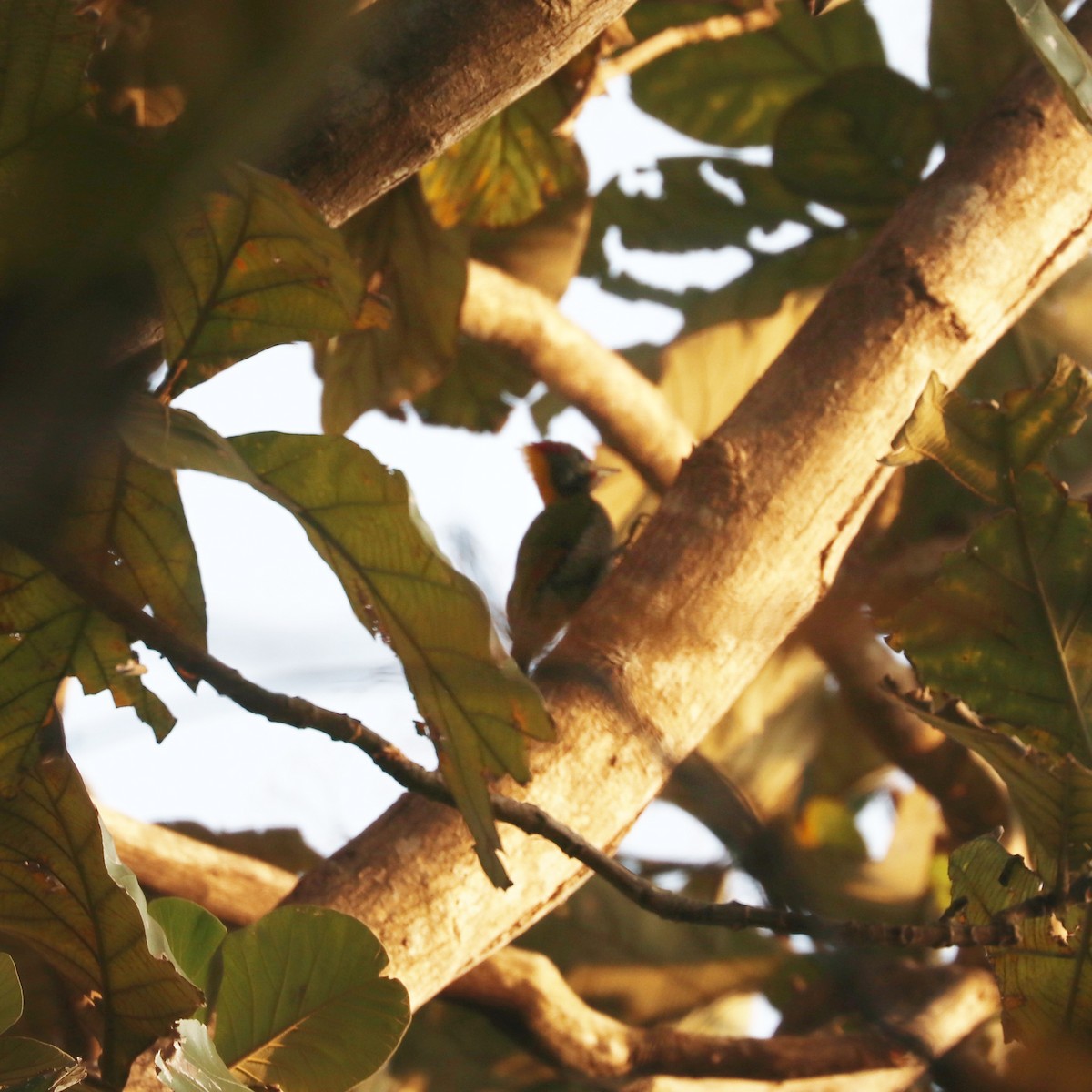 Lesser Yellownape - ML632184215