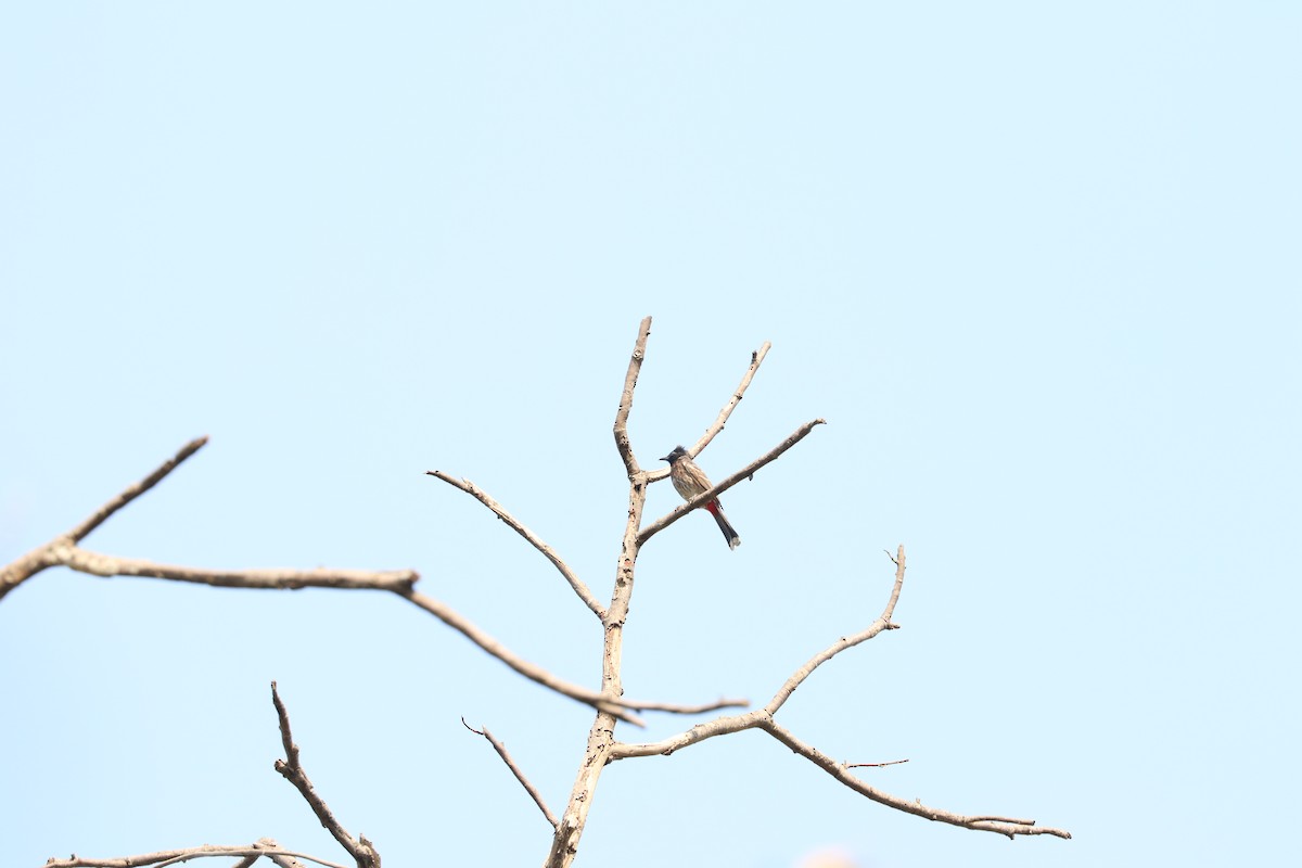 Red-vented Bulbul - ML632184222