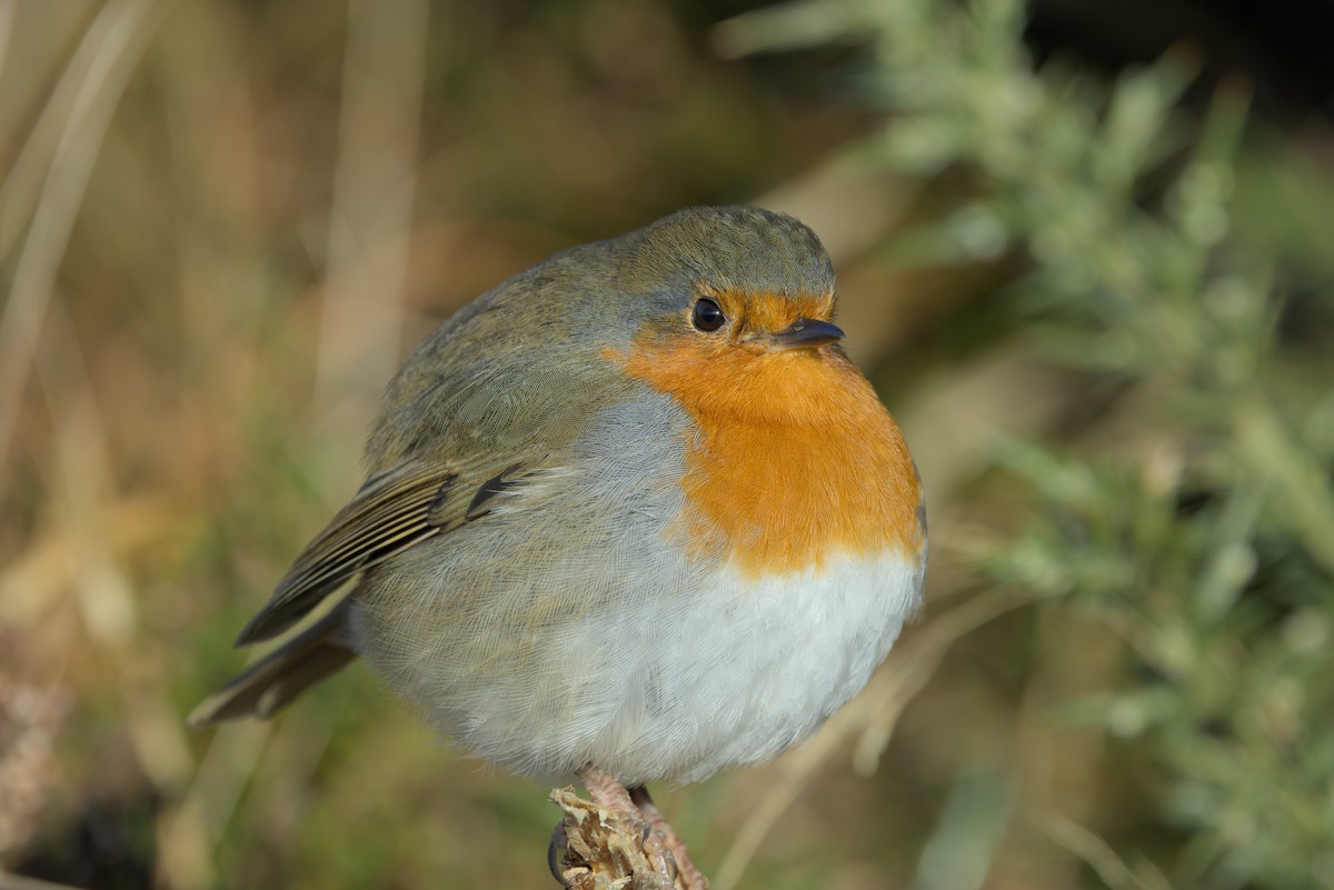 ML632184240 - European Robin - Macaulay Library