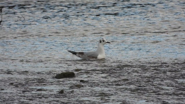 Bonaparte's Gull - ML632184303
