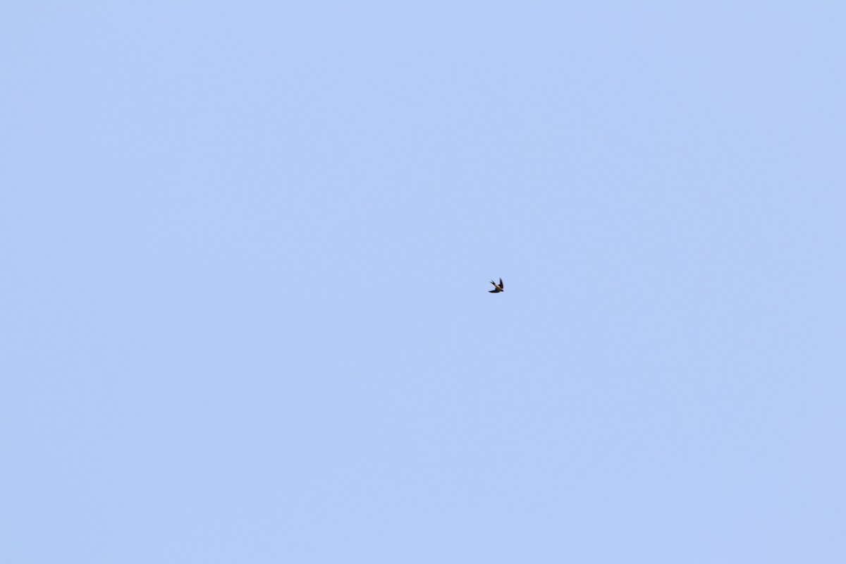 Barn Swallow - ML632184333