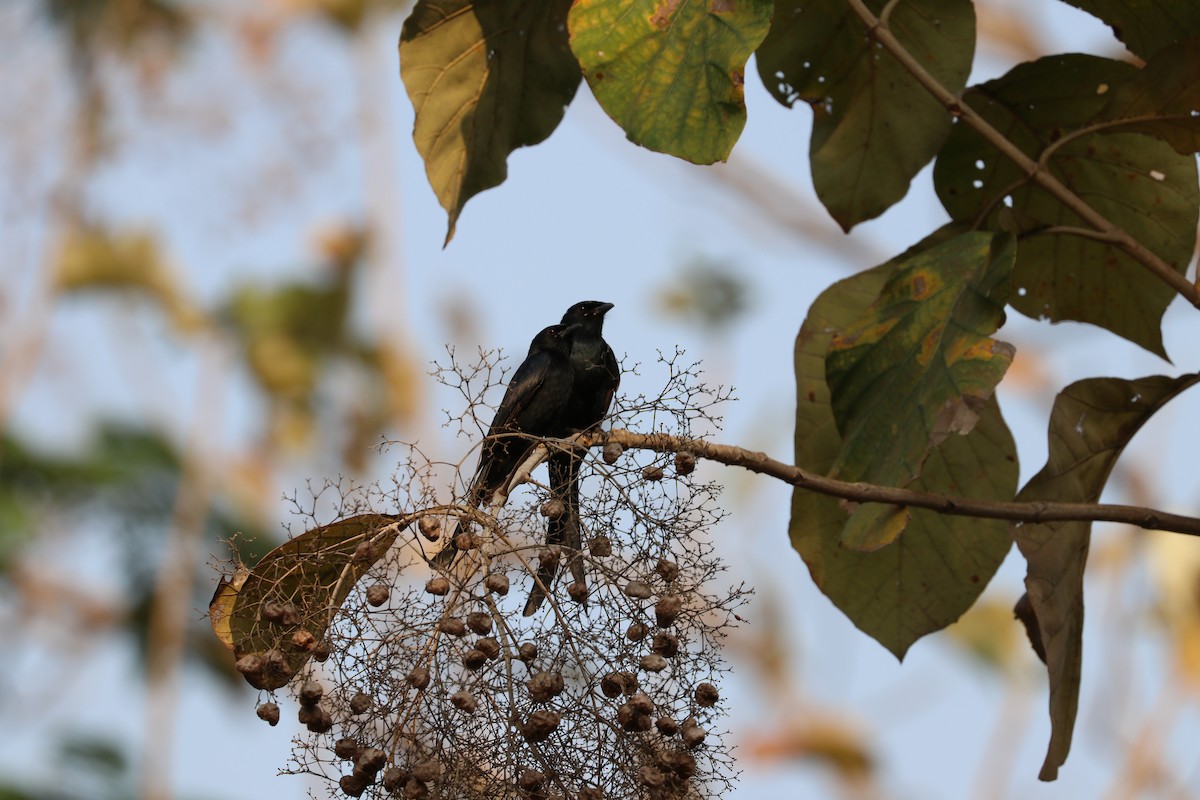 Black Drongo - ML632184488