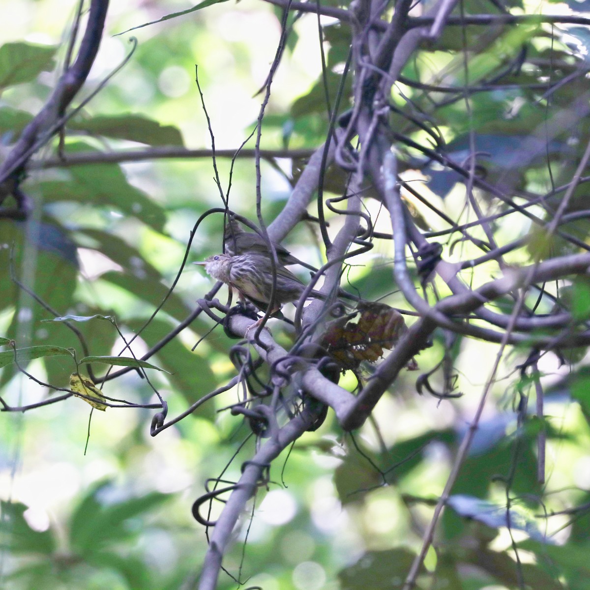 Puff-throated Babbler - ML632184501